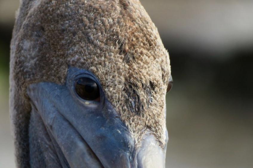 Wohnung in Cas Grandi mit Schönem gemeinsamem Pool - foto 37