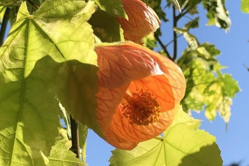 Casa Blumer - Villa mit 1200m2 Garten - foto 24