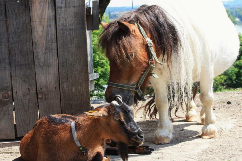 Zevnik Quiet Retreat with Stunning Views and Equestrian Activities - Triple Room with Private  Bathroom - foto 9