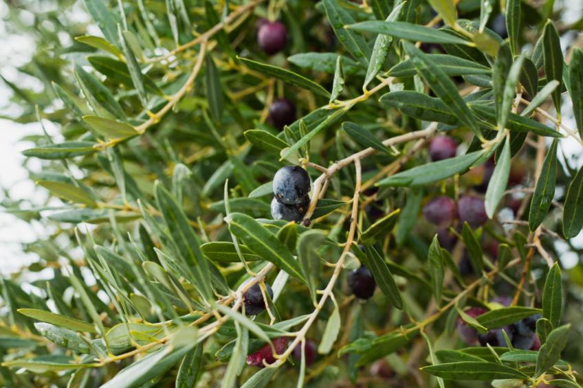 Agriturismo Borgo Ameno Two-room Apt 4 Pax Bx4 - foto 13