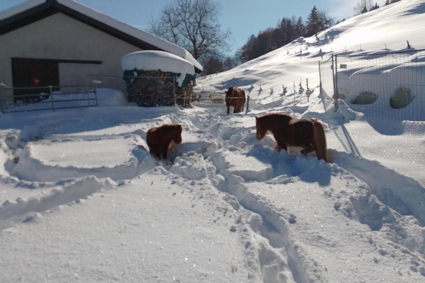 Staudenhof Viamala - foto 21