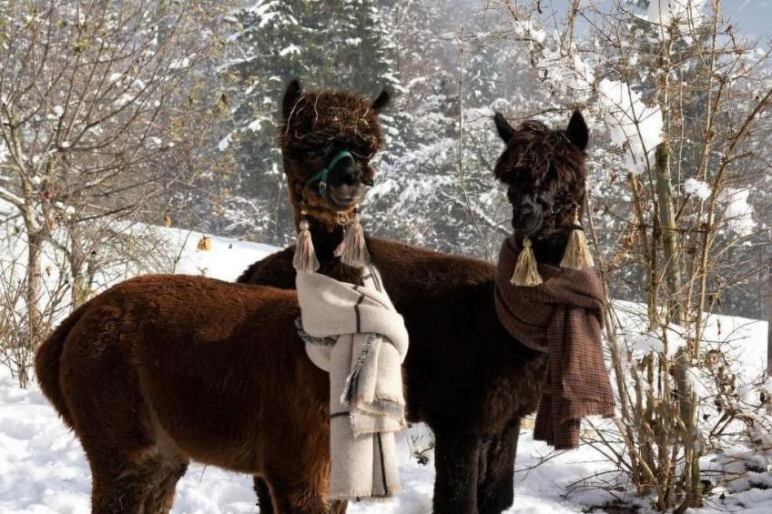 Holzhaus auf Lamahof - foto 50