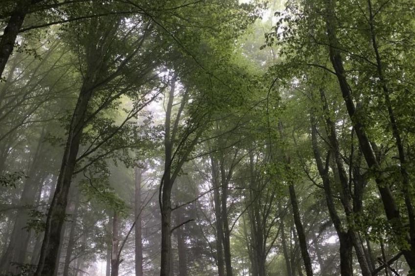 Chalet Muse - foto 39