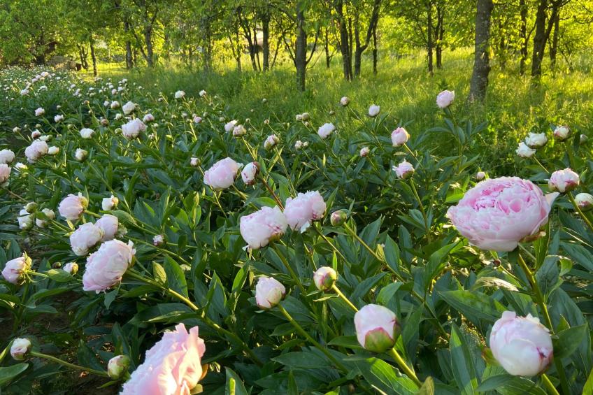 Villa Mi, Rukavac, Opatija Riviera - foto 55