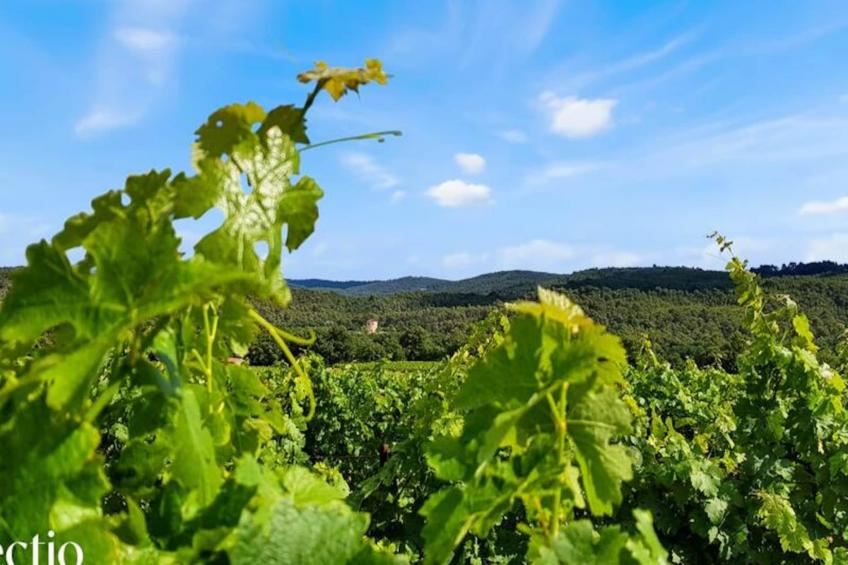 Grande Bastide | Domaine Tour Campanets - foto 54