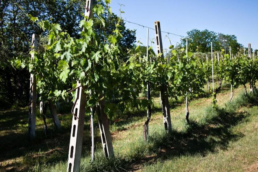 Grünes Appartement - foto 32