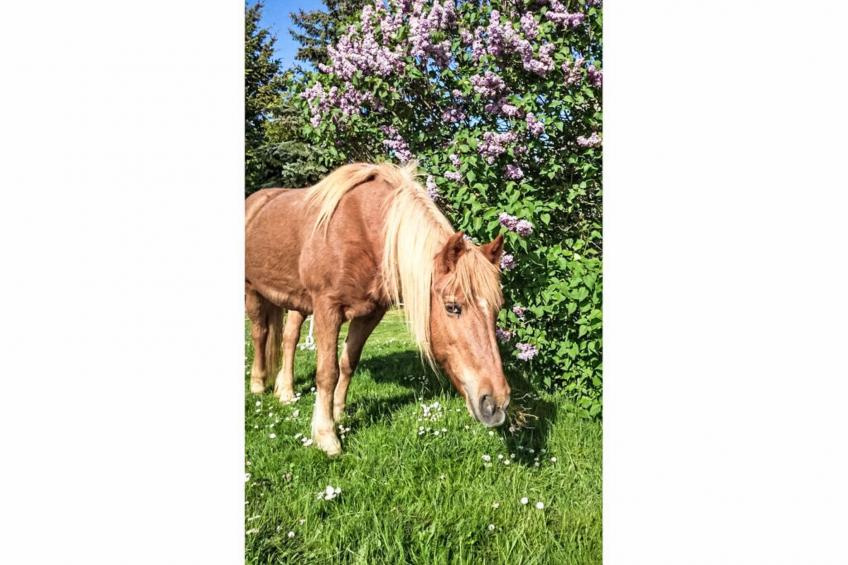 Tinkerhof Stahlhut - foto 14