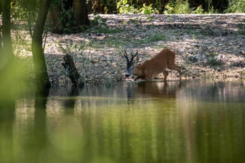 Villa Chiara - foto 29