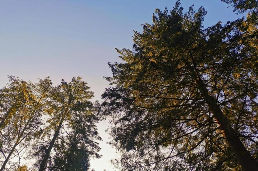 Boszicht 4 personen - foto 27