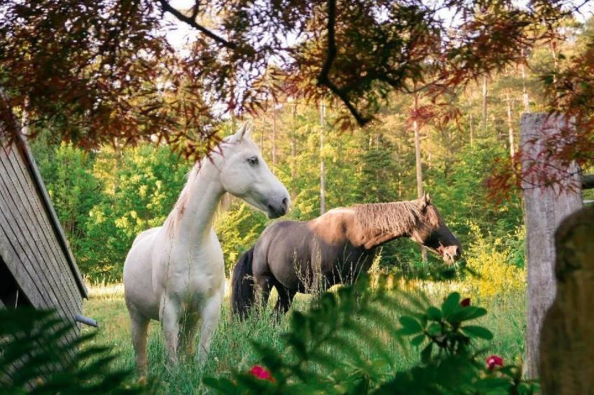 in Walscheid mit Terrasse, Grill - foto 55