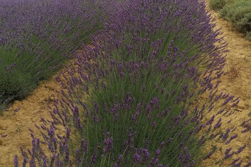 Maison Bleu - foto 13