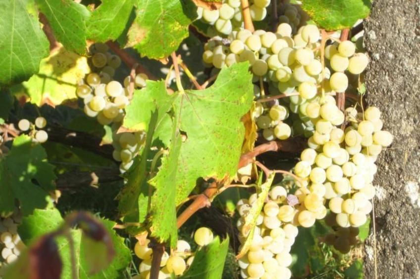 Ferien auf dem Bauernhof mit Weinberg - foto 29