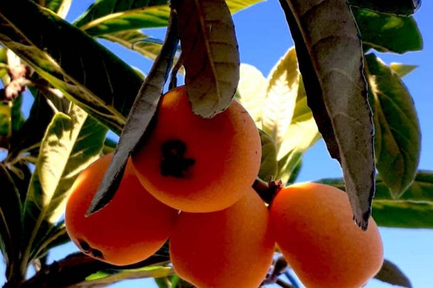 in La Livinière mit Großer Terrasse - foto 15