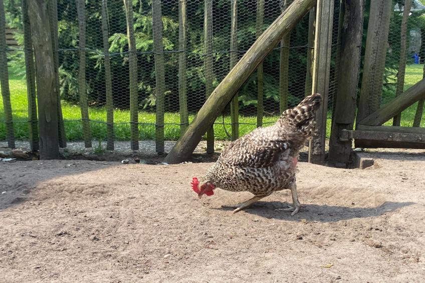 De Groninger Zeeuw - foto 50