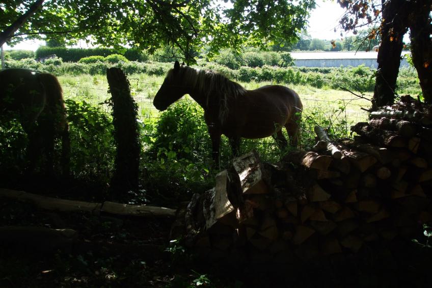 Maison de vacances - PIONSAT - kleine gite - foto 27