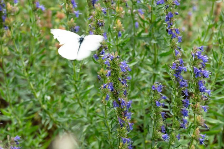 Suite Empire - foto 17