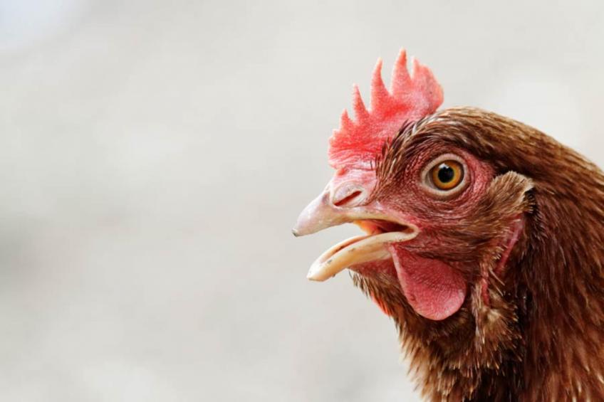 AGRITURISMO BORGO AMENO - AGRITURISMO BORGO AMENO - foto 18