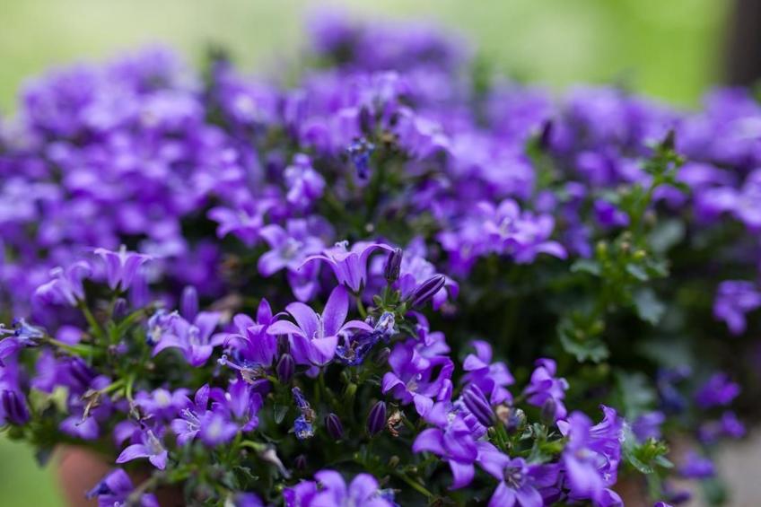 'Capanne 2 - foto 16