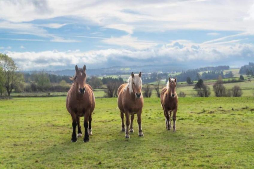 Gîte de France Gîte de la grangette 5/6 personnes 3 épis - foto 44