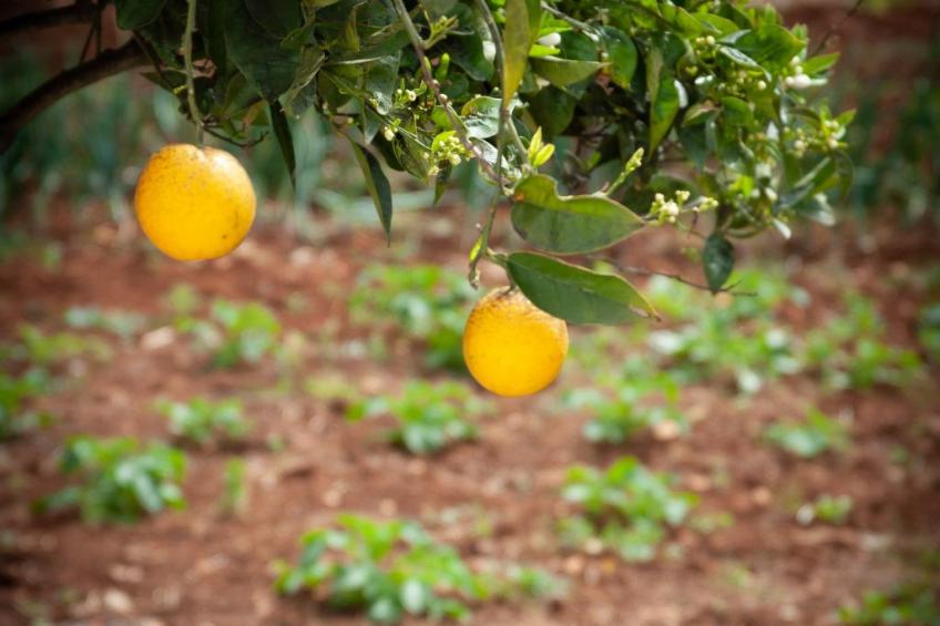 Bauernhof mit Schwimmbad und Babypark Brindisi am Meer - foto 17