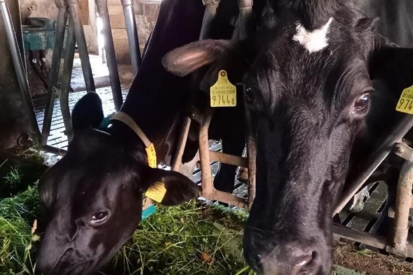 Bauernhof Elmiger - foto 20