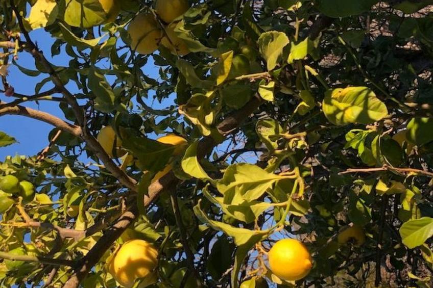 Las Tortugas - foto 6