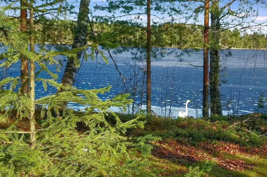Kesäniitty - foto 28
