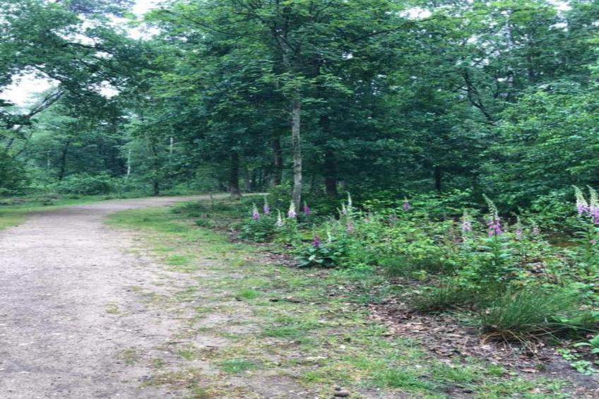 Bungalowpark Hoenderloo - foto 31