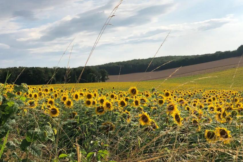 Landhaus mit eingezäuntem Garten - foto 23