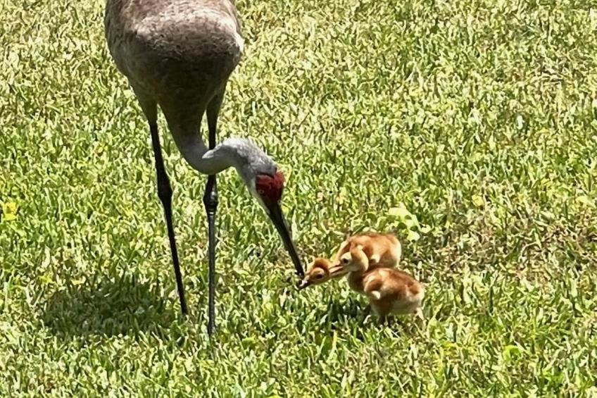 Familienfreundliche Villa nahe der Disney-Parks - foto 40