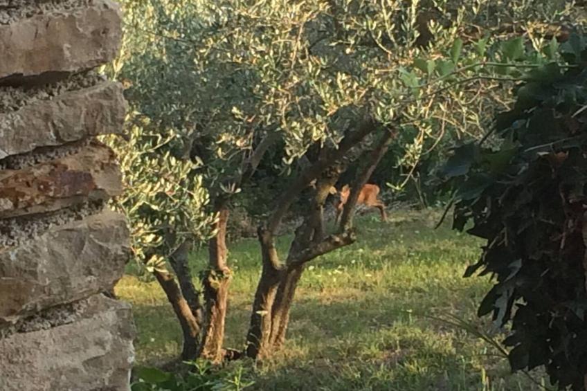 Villa Bella - Two Bedroom House - foto 37