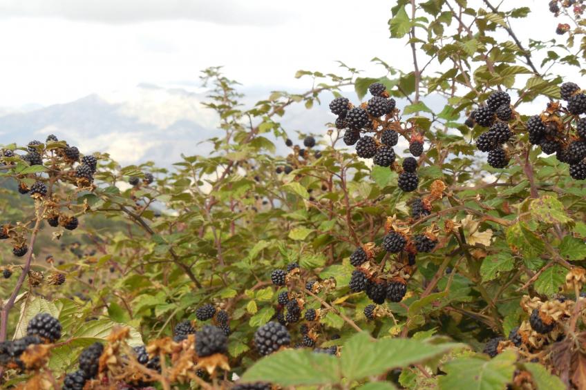 Behagliches Ferienhaus mit Garten inmitten eines - foto 16