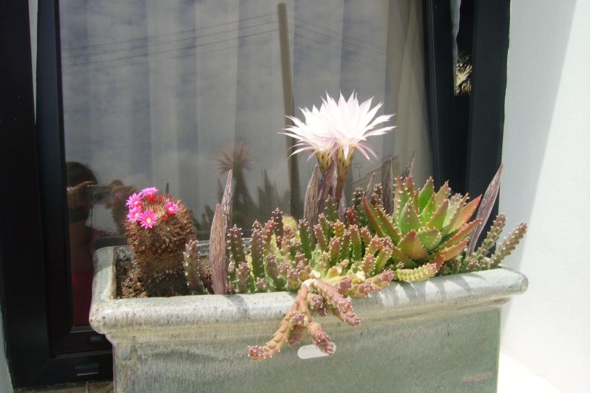 Kissonerga Apartment - foto 28