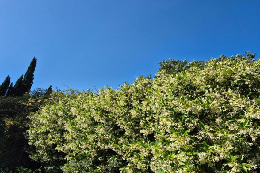 La Palmeraie - foto 21