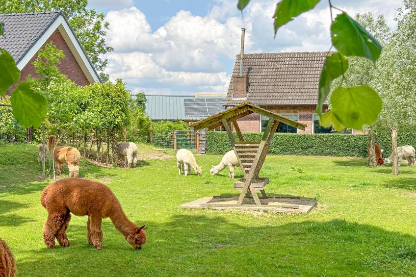 Alpacafarm Vorstenbosch