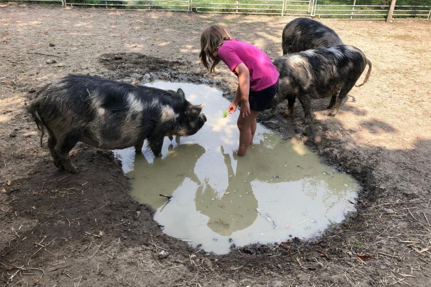 Tieroase Grünegg - foto 27