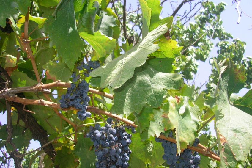 Kleine Villa mit geschlossenem Garten in Parabita - foto 16