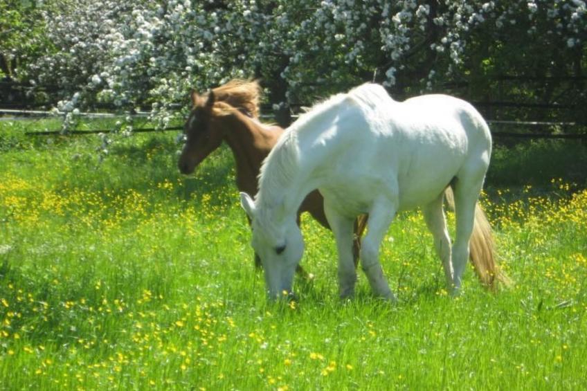 mit Terrasse und Parkplatz - foto 3
