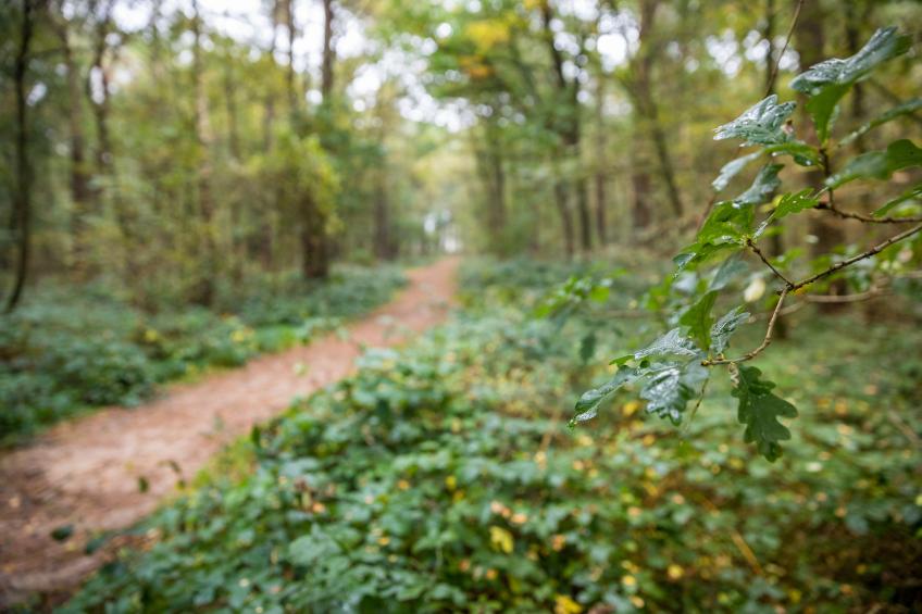 Landgoed Het Grote Zand - foto 20