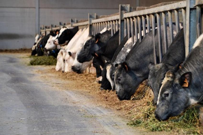 Rozenberghoeve - foto 5