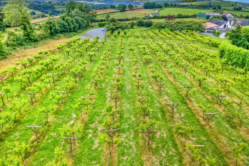 Jabajak Vineyard - foto 29
