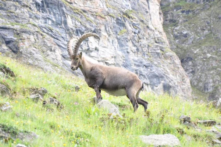 Chalet 3 Zi. in ruhiger Lage, in der Nähe von Verbier - foto 33