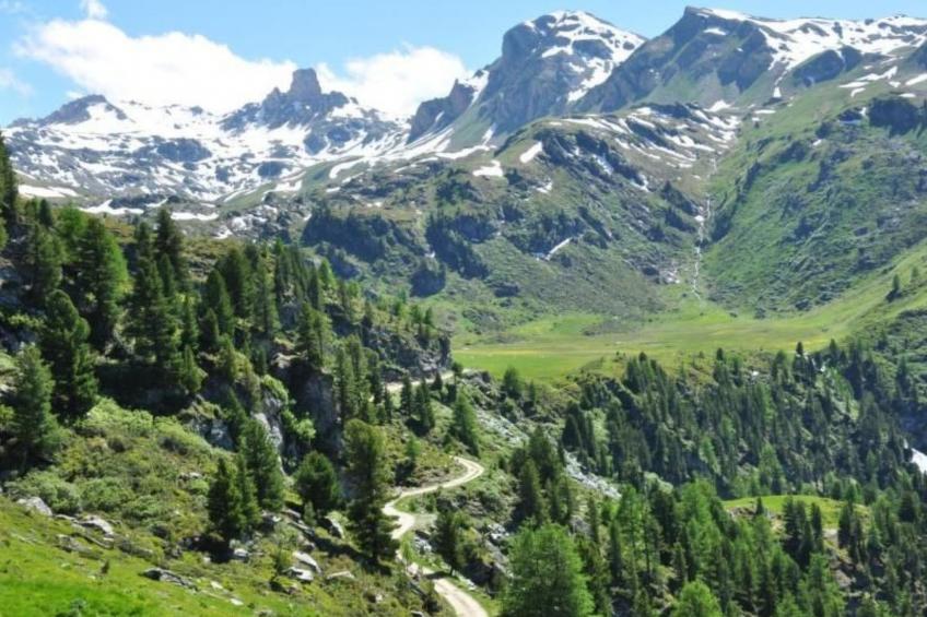 Blue Merle - foto 41