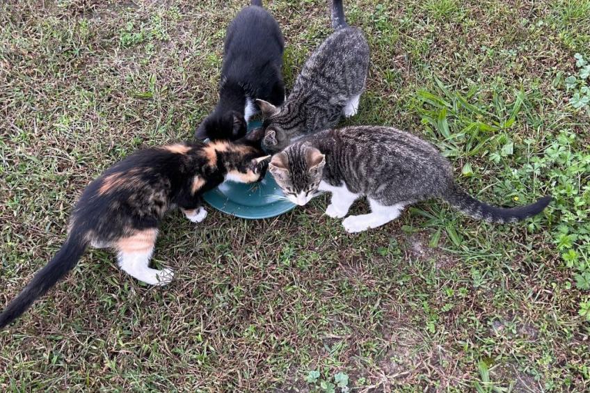 am Schwielochsee - foto 13