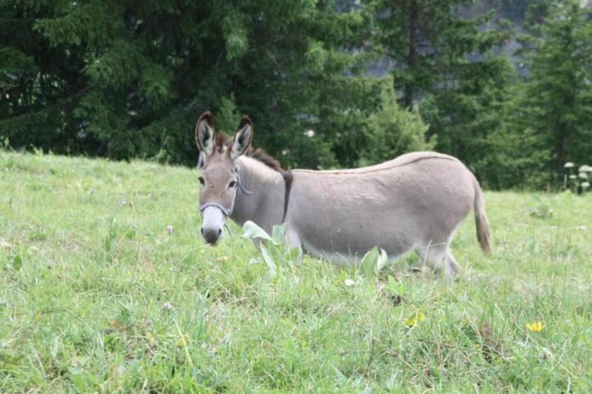 Les Marmottes N°38 - 2P4 - foto 26