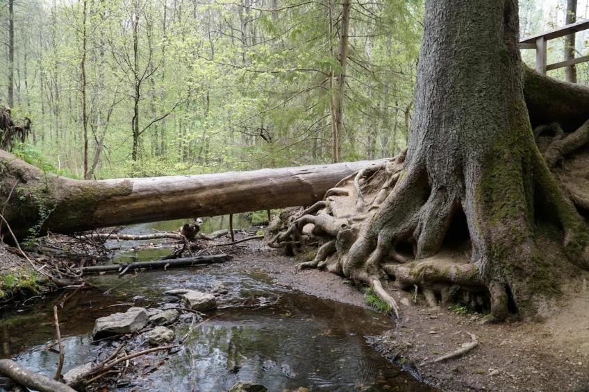 Vakantiehuis, Wieda - foto 35