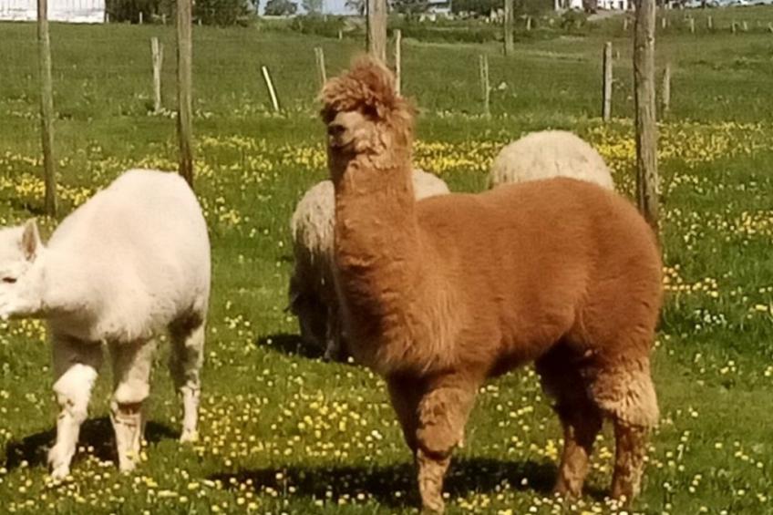 Herzfennerhof Loft - foto 19