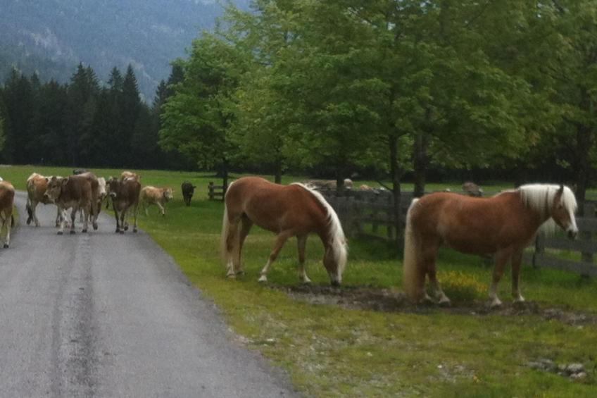 Alpenhof Sonne - foto 43