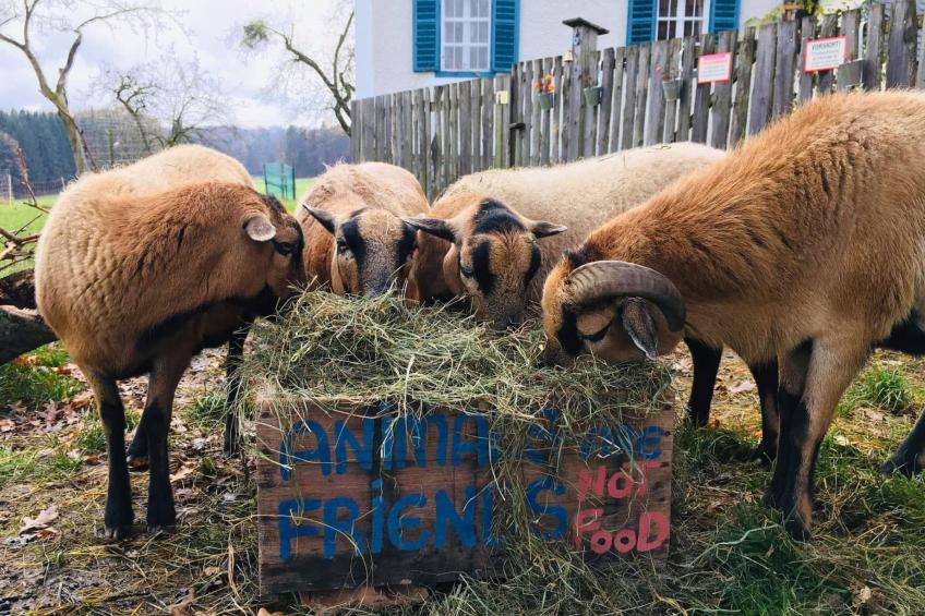 Kellerstöckl am veganen Bio-Lebenshof - Varm - the vegan Farm - foto 47