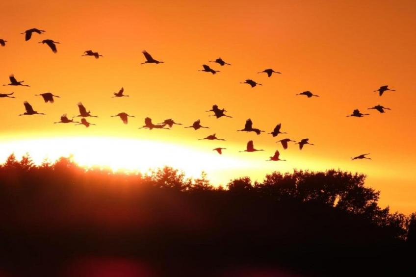 Mobilheim am Goldberger See - foto 17